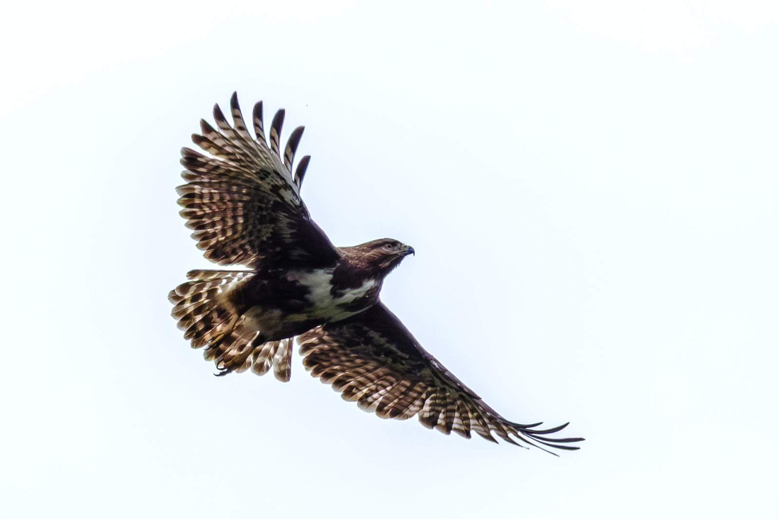 image Madagascar Buzzard